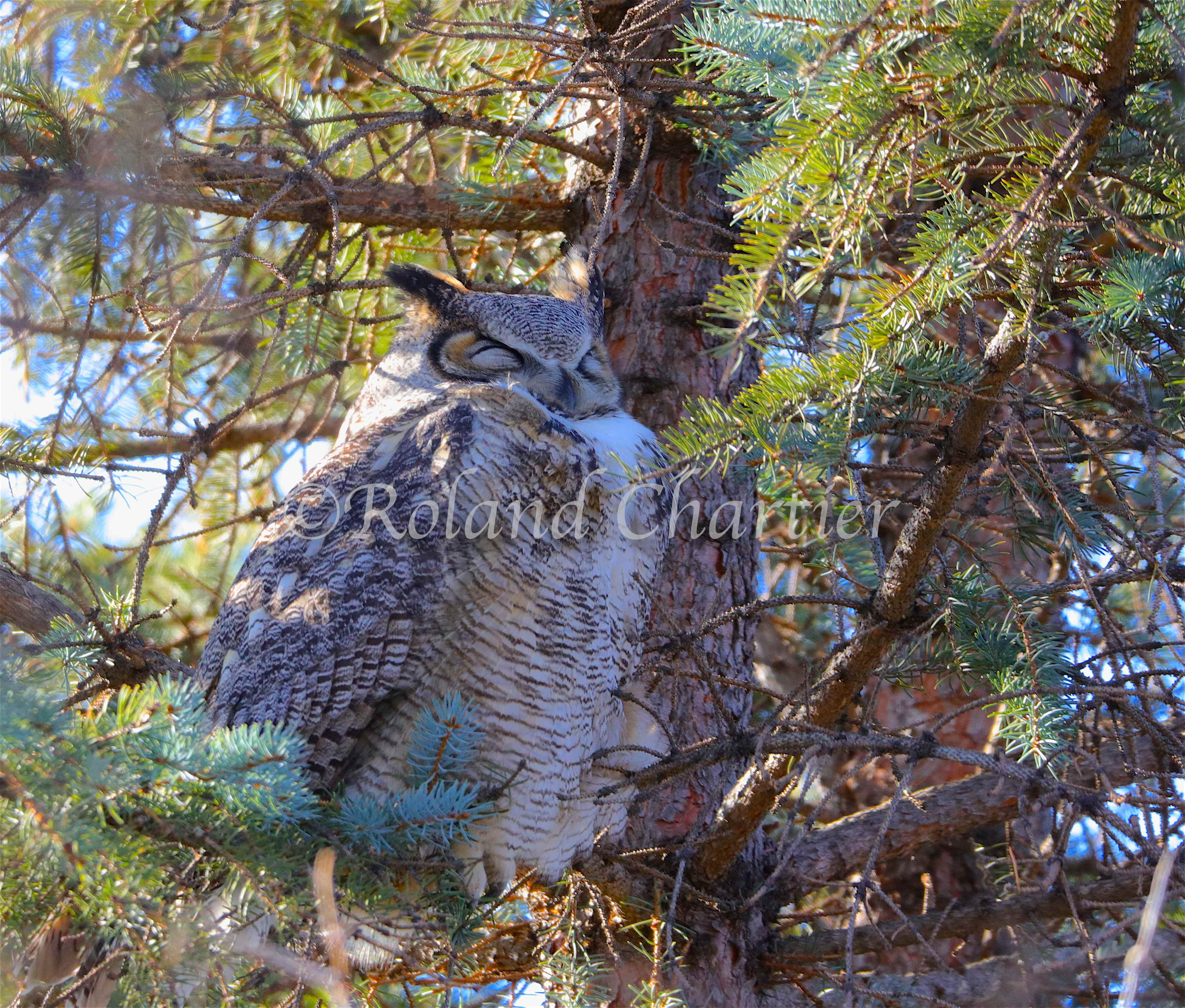 Great Horned Owl with it's eyes closed perched in a tree